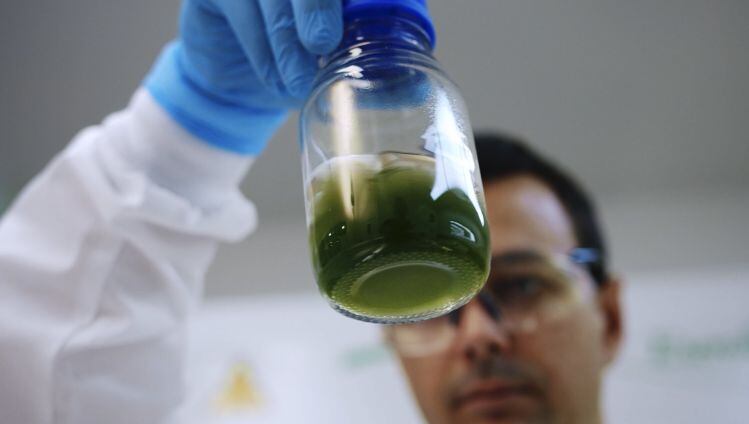 If-we-can-control-the-light-we-can-control-the-DNA-Provectus-Algae-unlocks-algae-s-potential-as-an-industrial-platform-for-high-value-ingredients.jpg