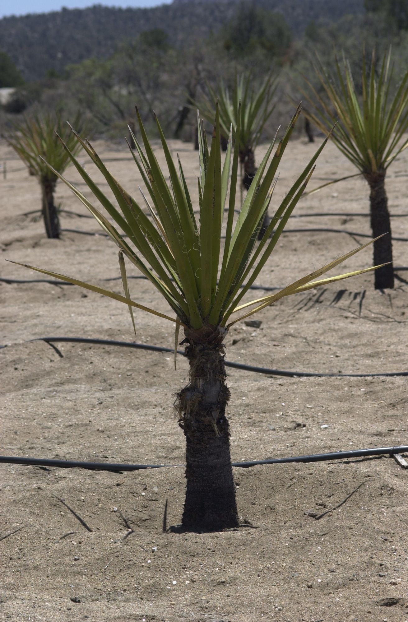 Yucca-plantation.jpg