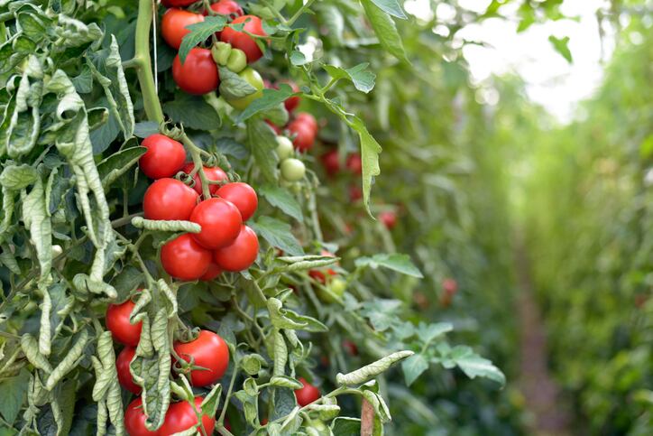 Gene-editing-could-create-spicy-tomatoes-Unlike-GMO-this-technology-will-benefit-the-whole-of-society-not-just-big-biotech-companies.jpg