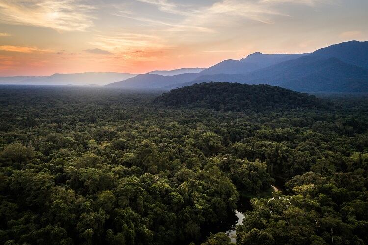 Brazil-Rainforest-GettyImages-FG-Trade.jpg