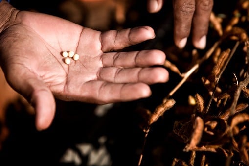 Russian meat giant builds soybean crushing plant to improve costs 