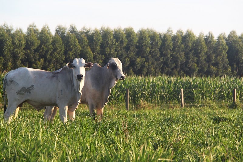 Searching-for-sustainable-agri-food-production-in-Brazil.jpg