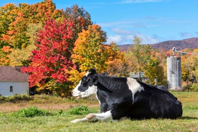 Danone pulling plug on more than 80 US organic dairy farmers