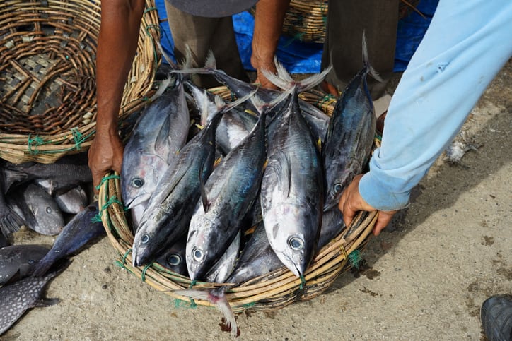 Canned tuna brands fail to tackle modern slavery in supply chains, says human rights group