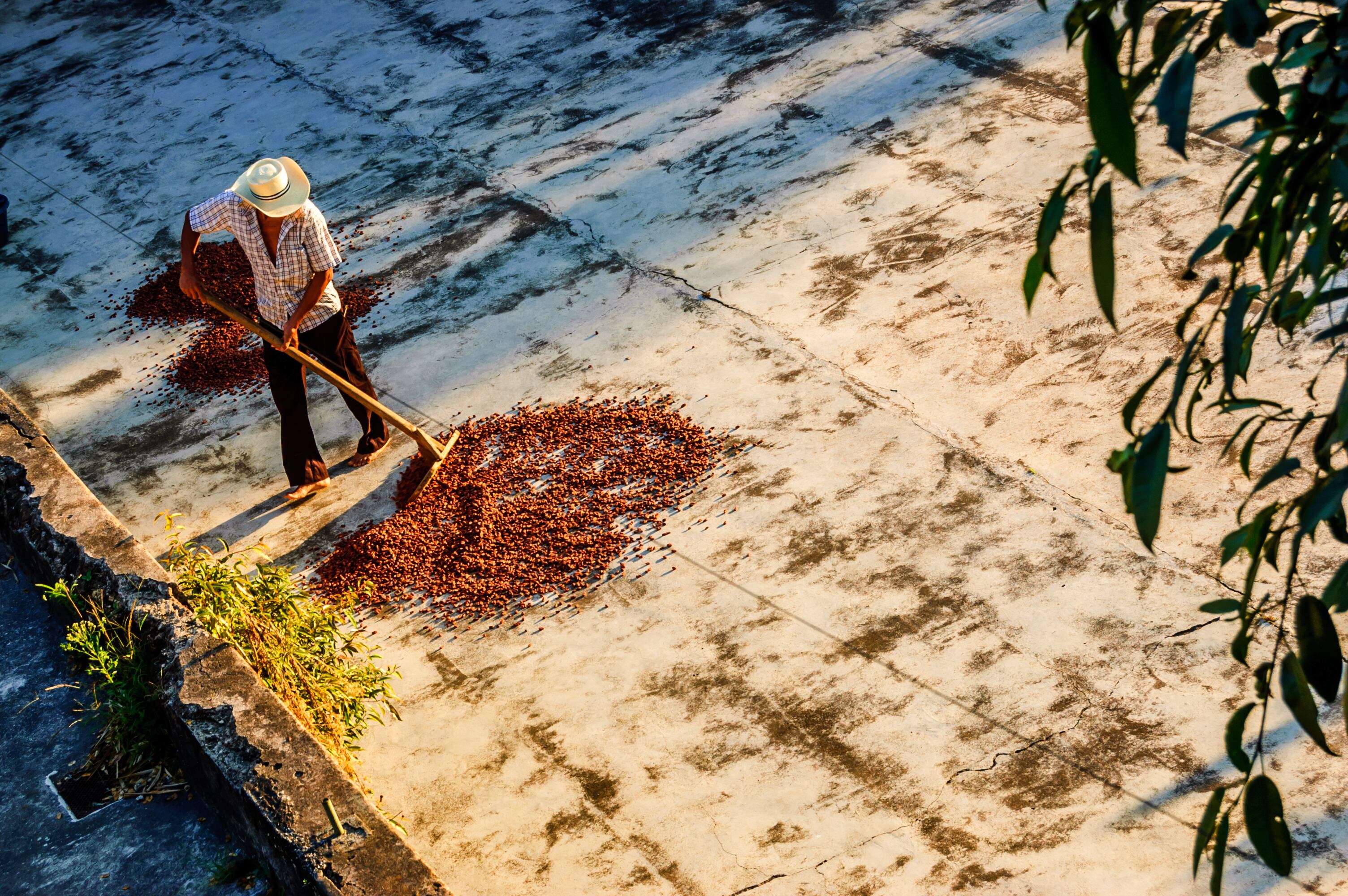 Plantation worker turns drying cacao beans in morning sun at Takalik Maya Lodge near pre-Columbian archaeological site Tak'alik Abaj near Mexican border.