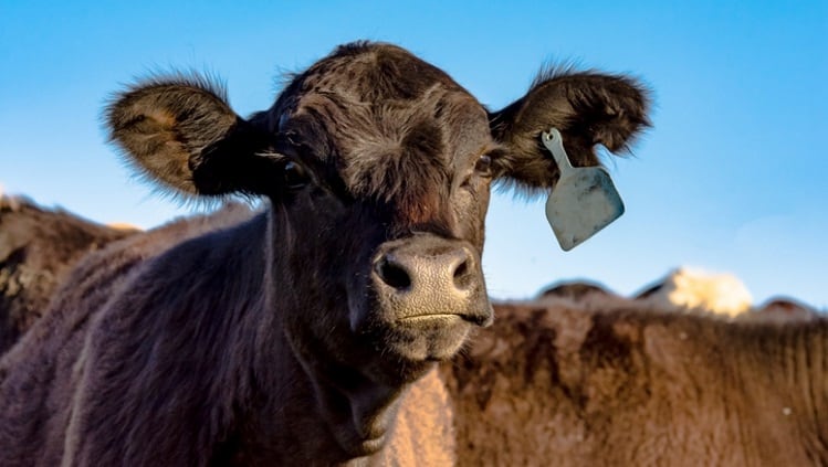 Scotland BSE case reinstates controlled risk status