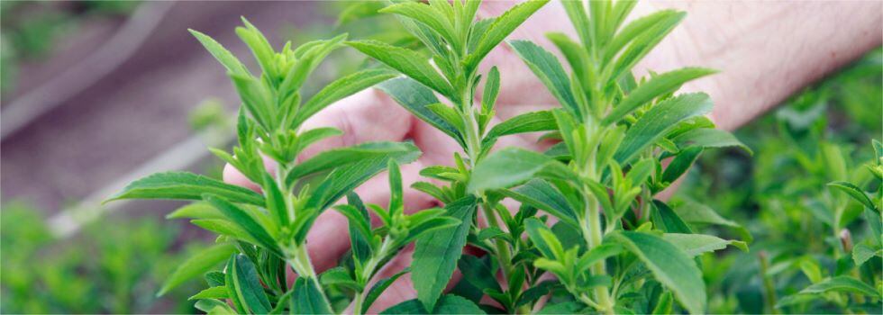 Biomanufacturing-for-best-tasting-commercial-natural-sweeteners-next-gen-Stevia-and-Allulose-for-on-trend-F-B-product-development.jpg