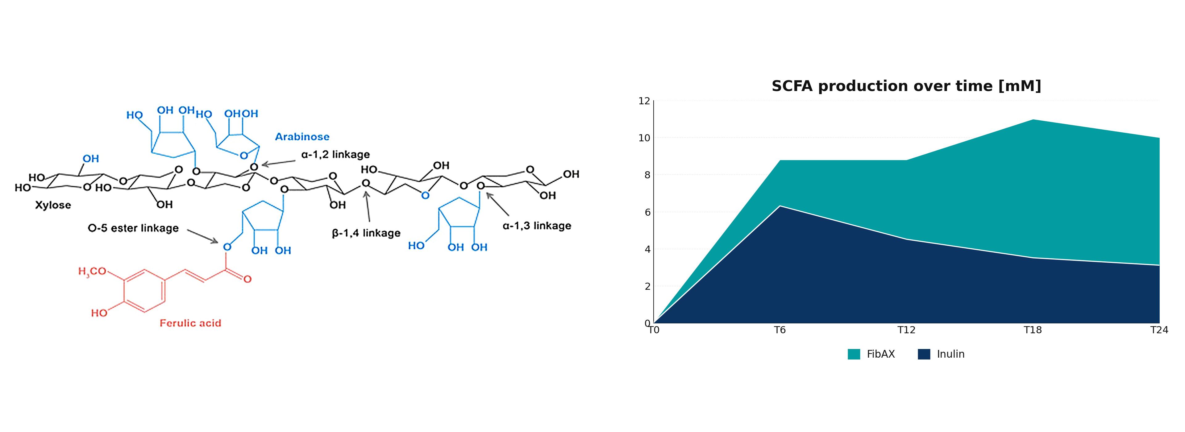 Figure 1: FibAX’s branched and complex structure integrates ferulic acid via ester linkages to arabinose, which facilitates chain cross-linking and provides antioxidant and anti-inflammatory benefits. Over 24 hours, FibAX® produces approximately 3 times more SCFA than inulin.
