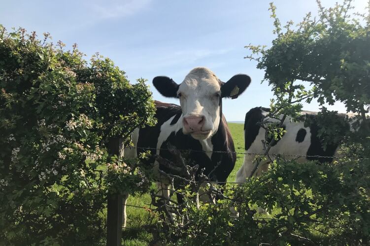 UK government to issue new code of conduct for dairy supply chain