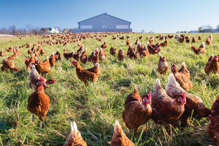 Egg Innovations CEO: ‘Cage-free is a step in the right direction, but it isn’t meeting the entire needs of birds’