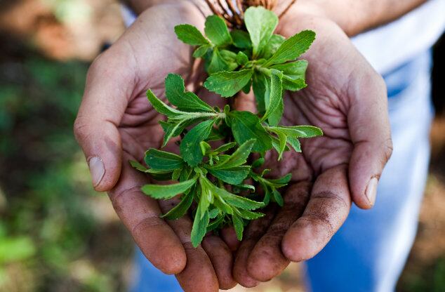 Cargill-and-DSM-to-establish-JV-to-bring-fermentation-based-high-potency-sweeteners-to-market.jpg
