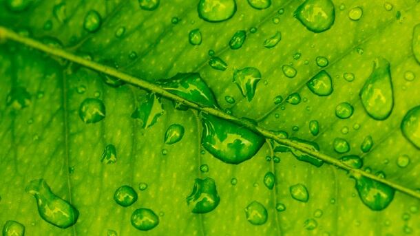 Redesigning photosynthesis for the ‘higher yields we urgently need’