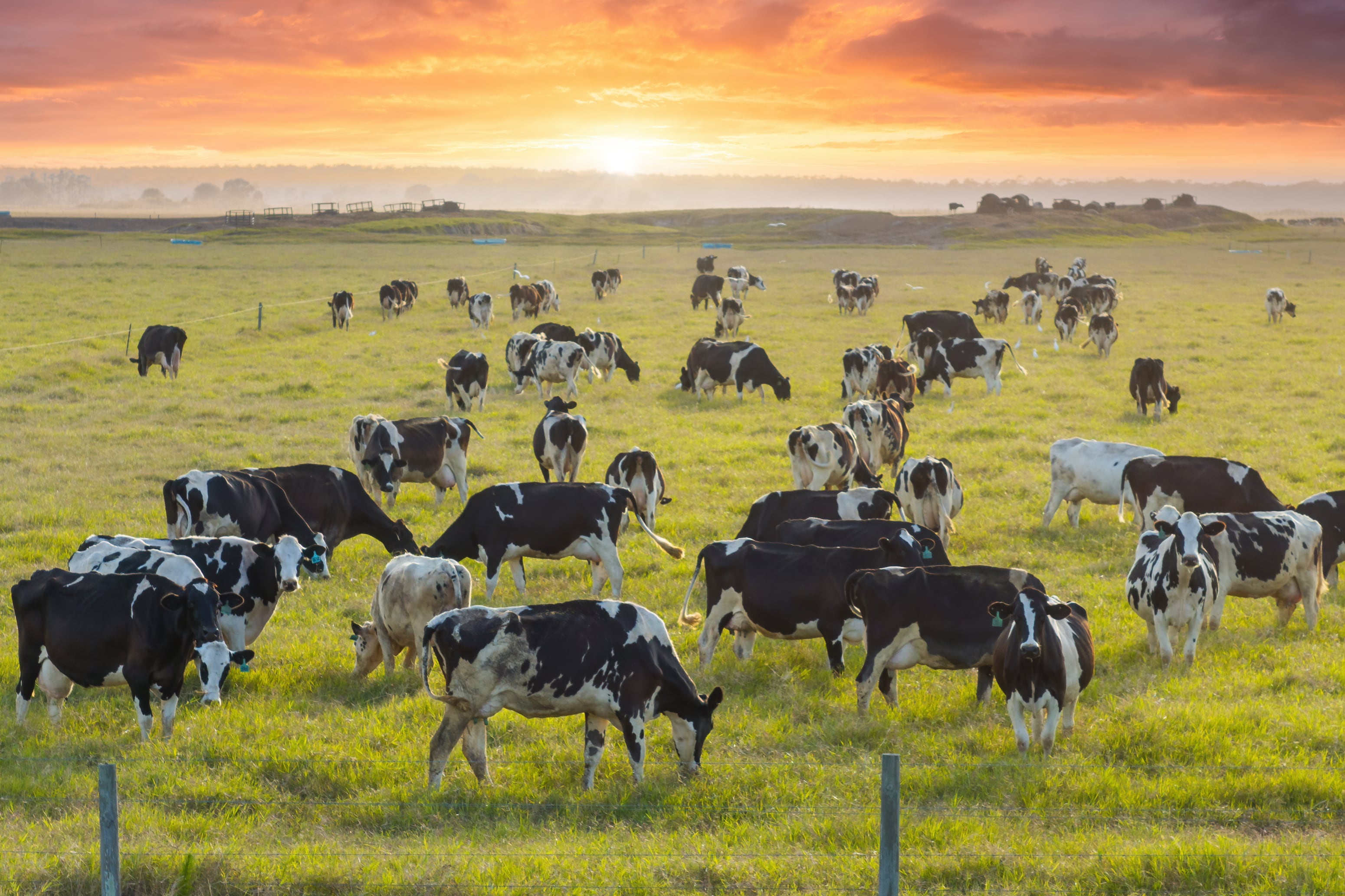 Can dairy thrive in the age of methane transparency?
