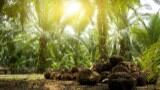 National certification: a piece of the puzzle in reducing primary forest loss?