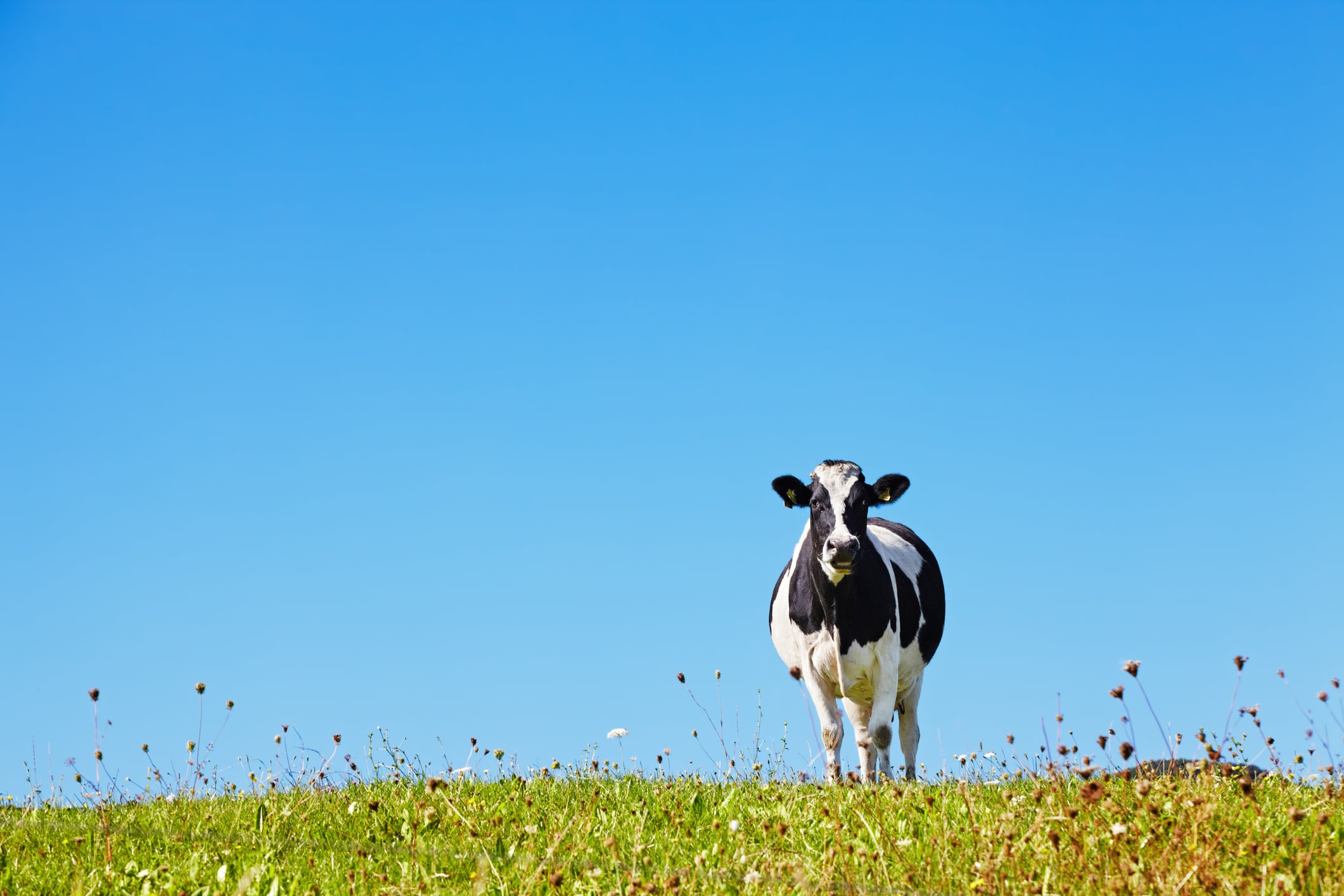 Lonely cow on the meadow against blue sky background