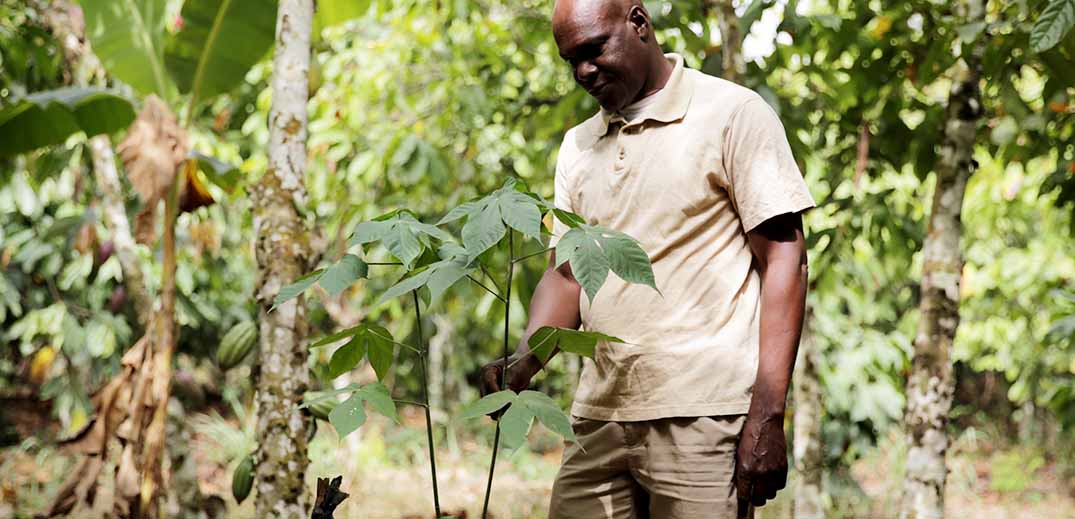 Nestlé moves closer to '2050 net-zero pledge' on deforestation in its cocoa supply chain