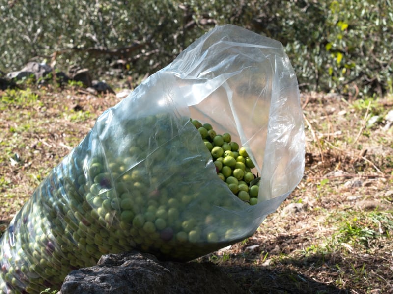 Climate change threatens ‘serious damage’ to Spanish olive oil cultivation: 'It will impact our standards of living and our local economy'
