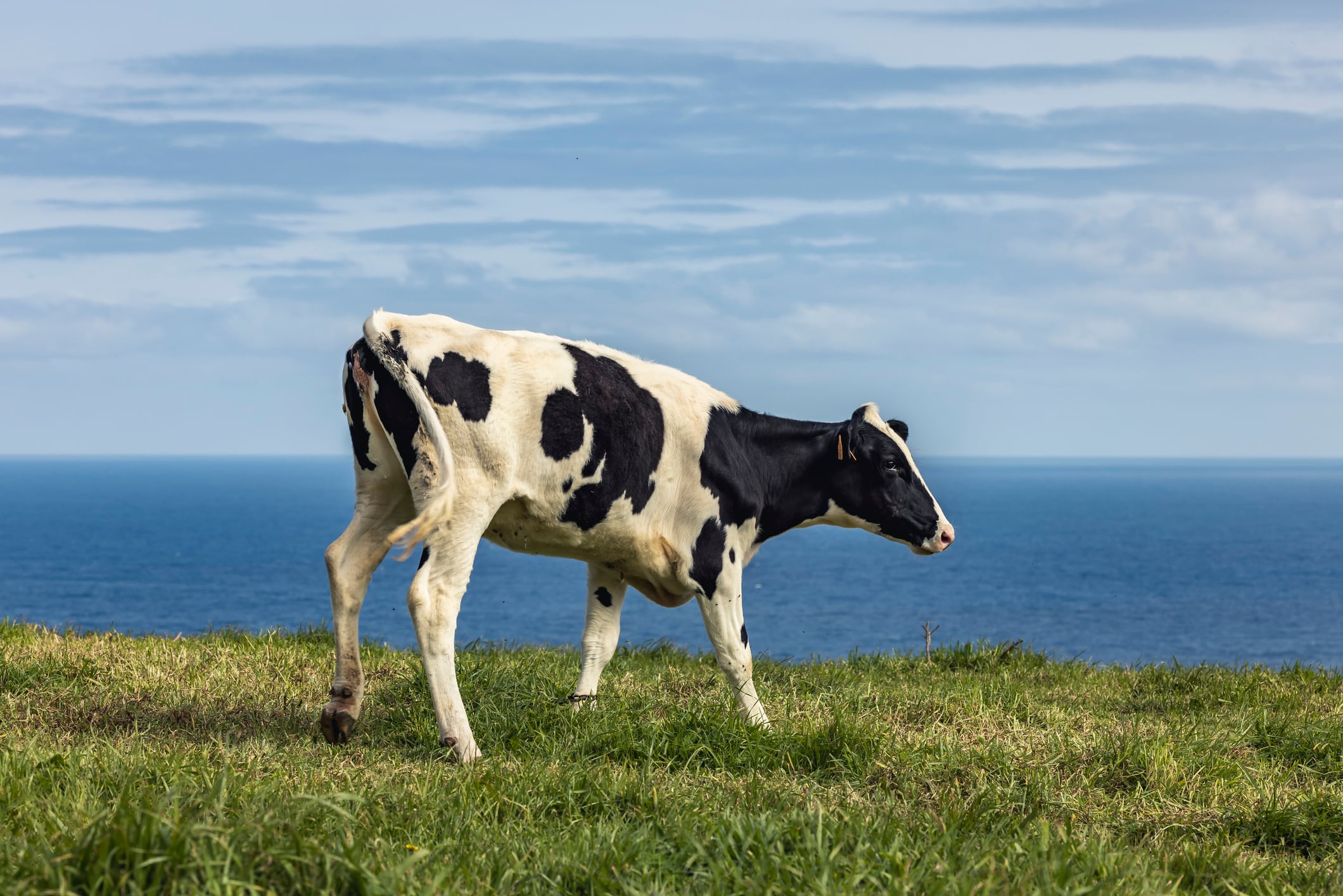 Red tape sinks world’s first floating dairy farm
