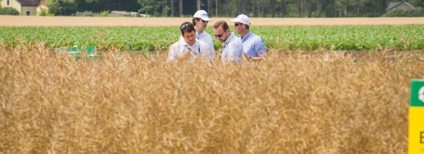 Men in wheat farm