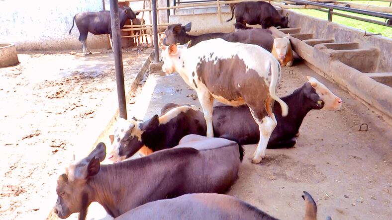 India: Ration balancing boosts dairy producer profitability 