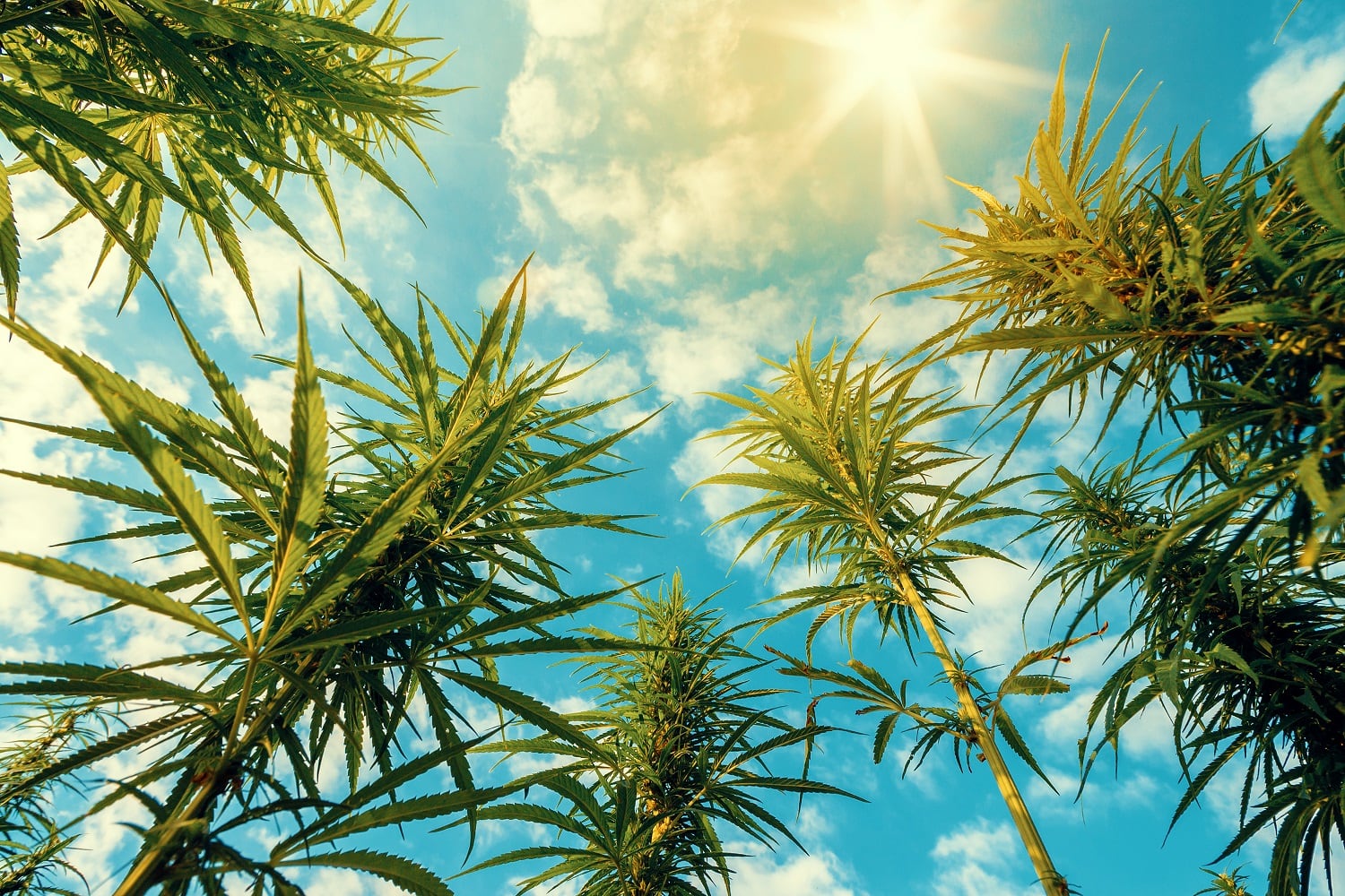 ‘A continuing pattern of antagonism by FDA toward CBD in food and beverages’: Experts weigh in on recent warning letters