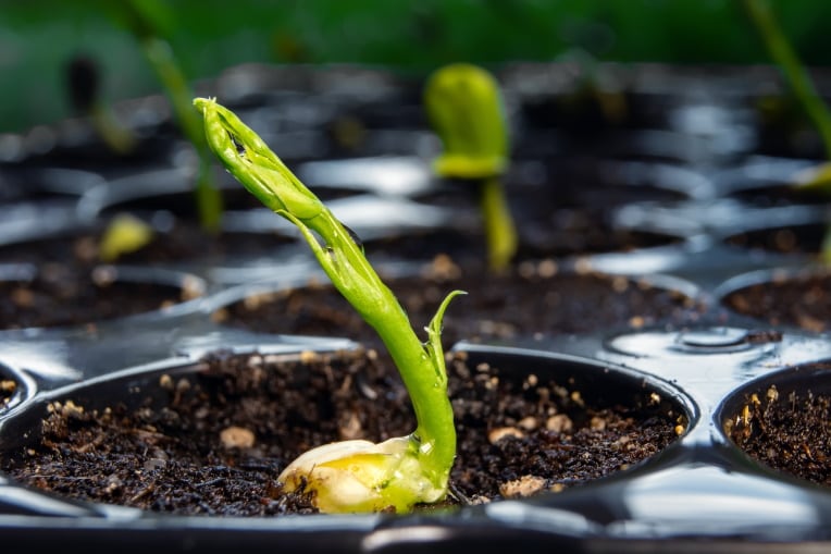 GettyImages-Oleksandr-Yuchynskji-sprouting-yellow-peas.jpg