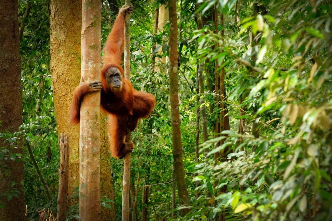 ‘This is not somebody else’s problem’: EC urged to back-up deforestation commitment with policy and investment 