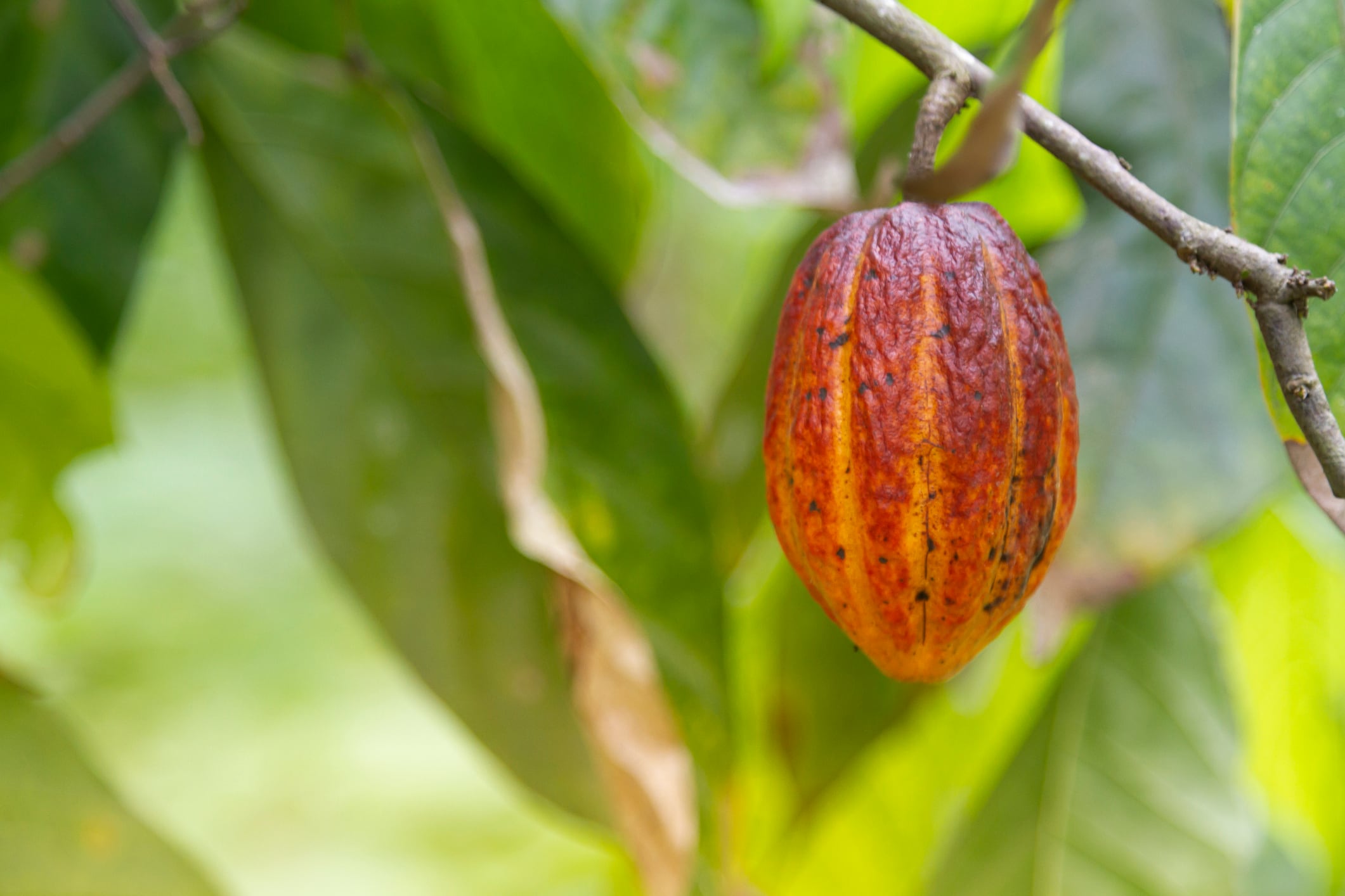 What is regenerative cocoa? The secret life beneath the canopy