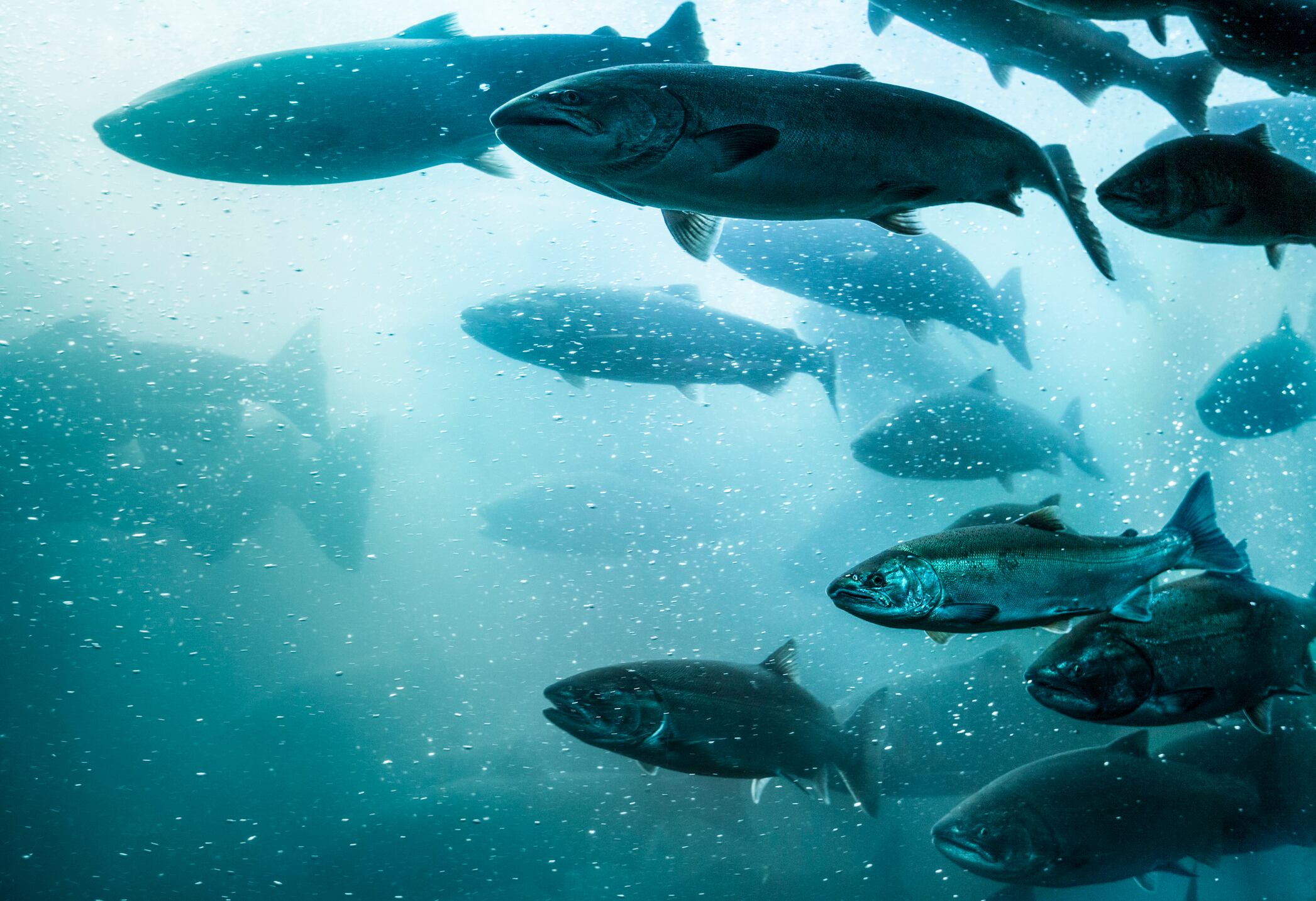 Investors eye ‘game changing innovations’ as climate change and antibiotics threaten aquaculture sector