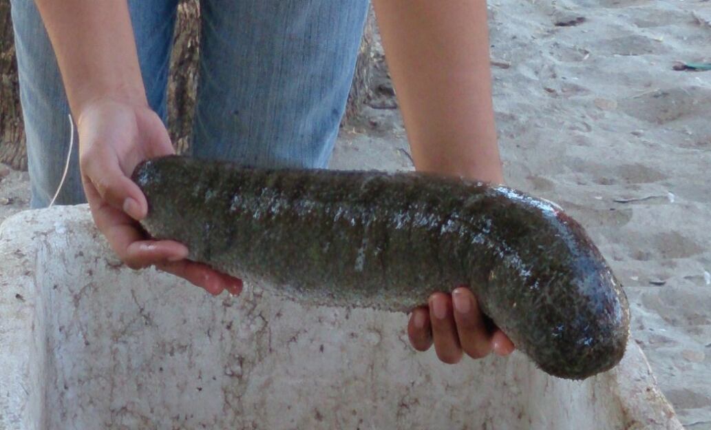 Sustainable sea cucumber: How Singapore’s The Aquaculture Group will responsibly harvest 50,000 this year