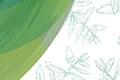 Stevial: Creating a short, European supply chain to meet demand for healthy, natural sweeteners