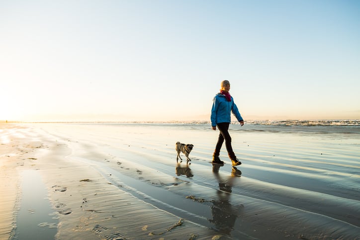 New combination of pre- and postbiotics designed to support immune system of older dogs 