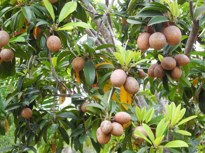 chiko-sapote-fruit-sapodilla-tree-Vladimir-Zakharov.jpg
