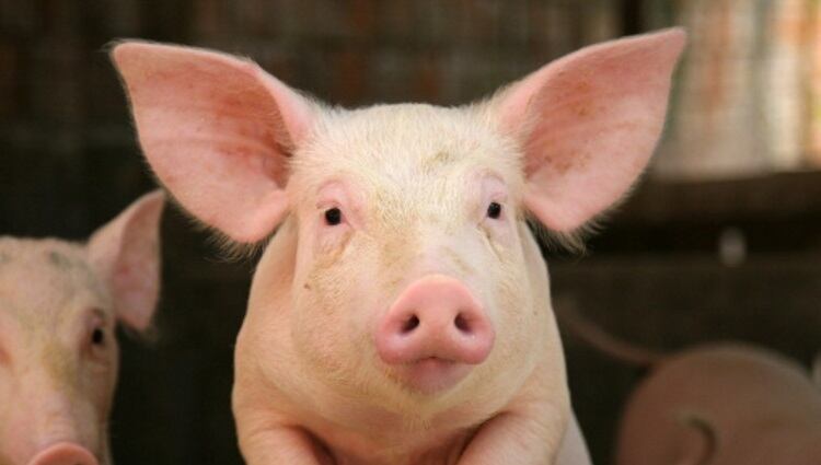 Australian pork producer charged with long-term illegal importation