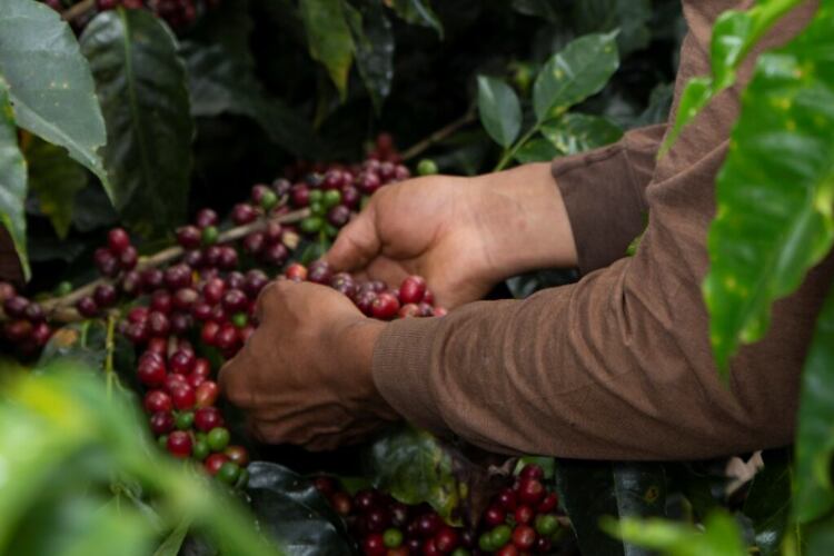 Harvesting-mature-coffee-cherries-Pic_Nestle.png