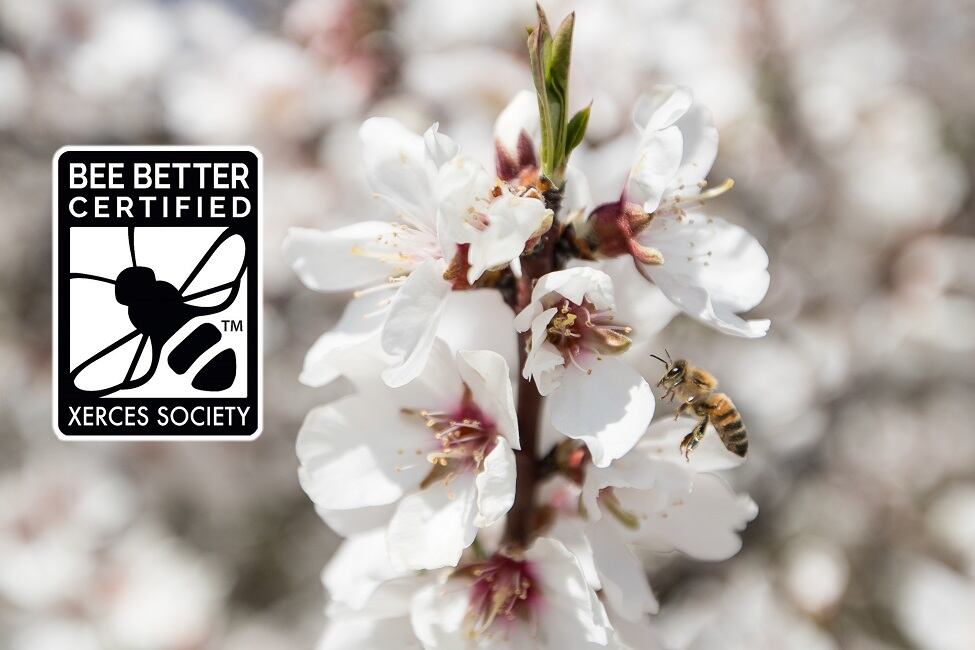 We-need-bees-Haeagen-Dazs-displays-bee-friendly-seal-on-ice-cream-flavors-with-almonds.jpg