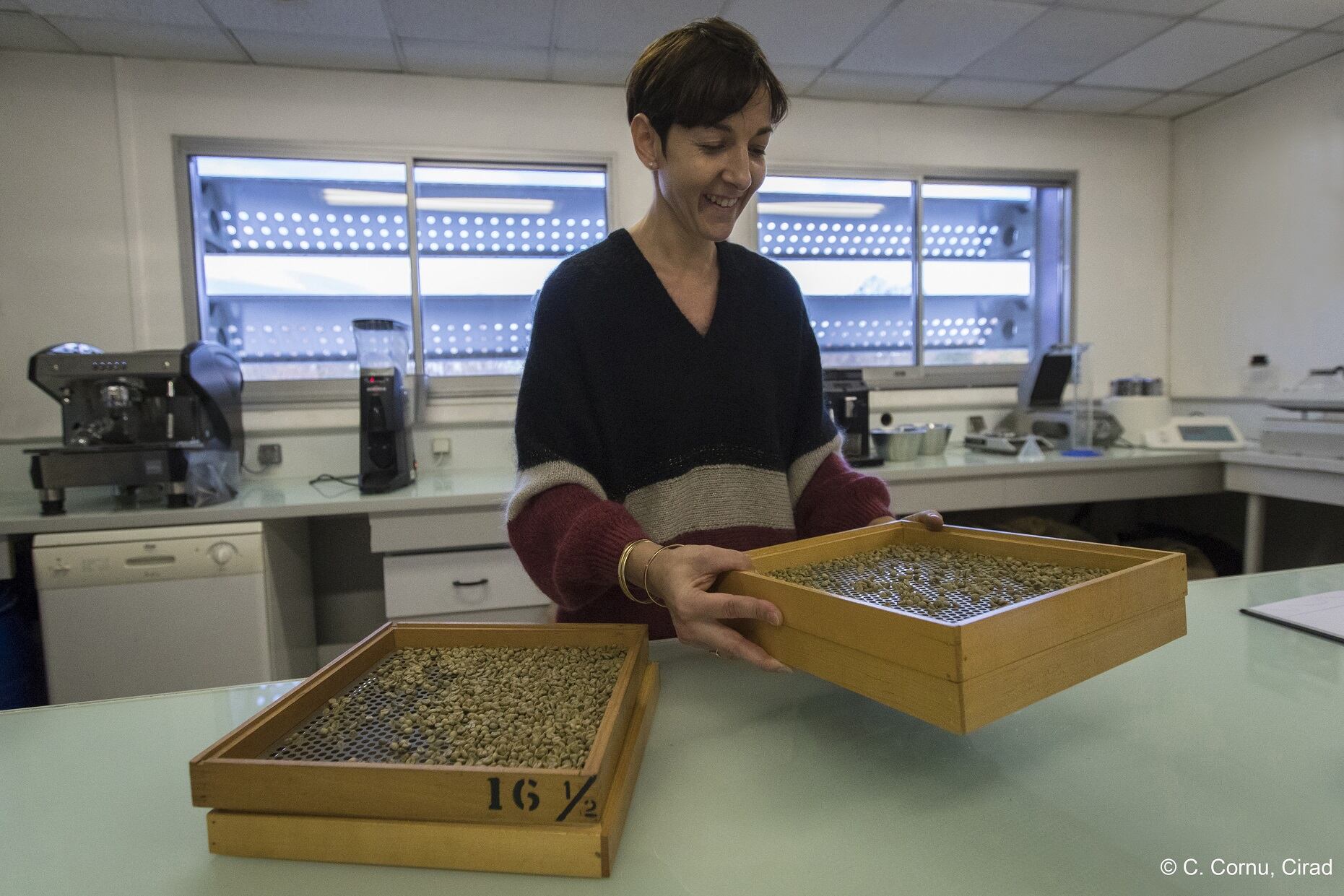 CIRAD-Sorting-of-Stenophylla-green-beans-before-roasting_Cirad-sensory-analysis-laboratory-C-C.-Cornu-Cirad.jpg