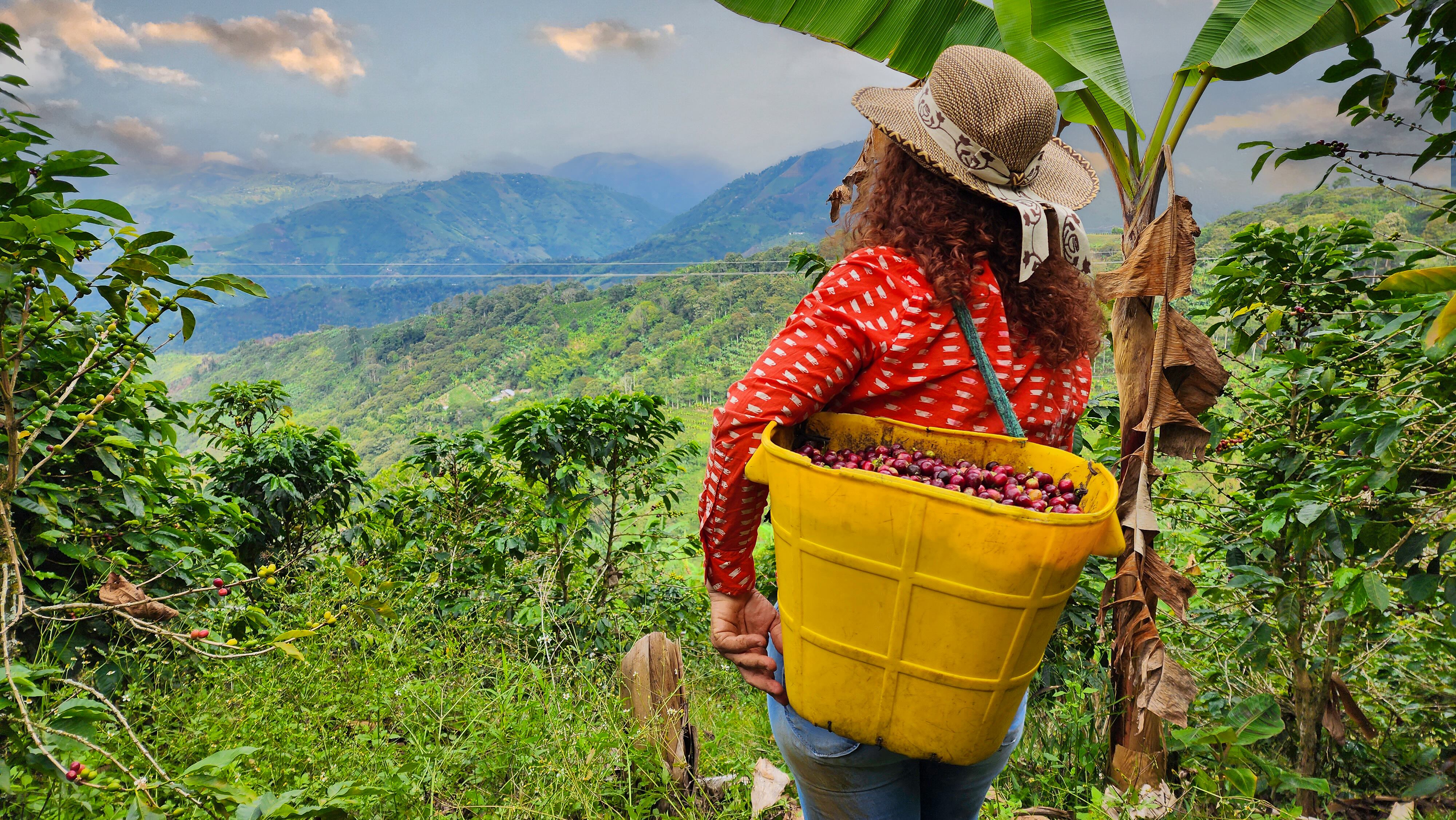 coffee plantations harvest