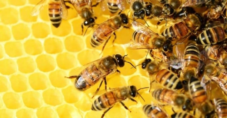"We can't proceed": ACCC adulterated honey investigation into Capilano loses sting as testing methods found to be 'unreliable'