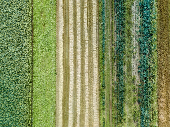 Study-reveals-nutritional-benefits-of-regenerative-agriculture-crops.jpg