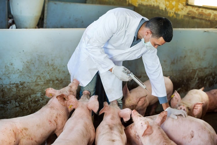 UK and Australia hold joint ASF biosecurity exercise