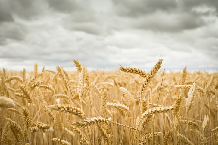 Dovetailing Russian invasion & US drought could threaten wheat supplies, raise prices