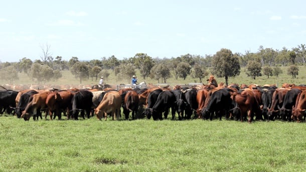 Cattle.jpg