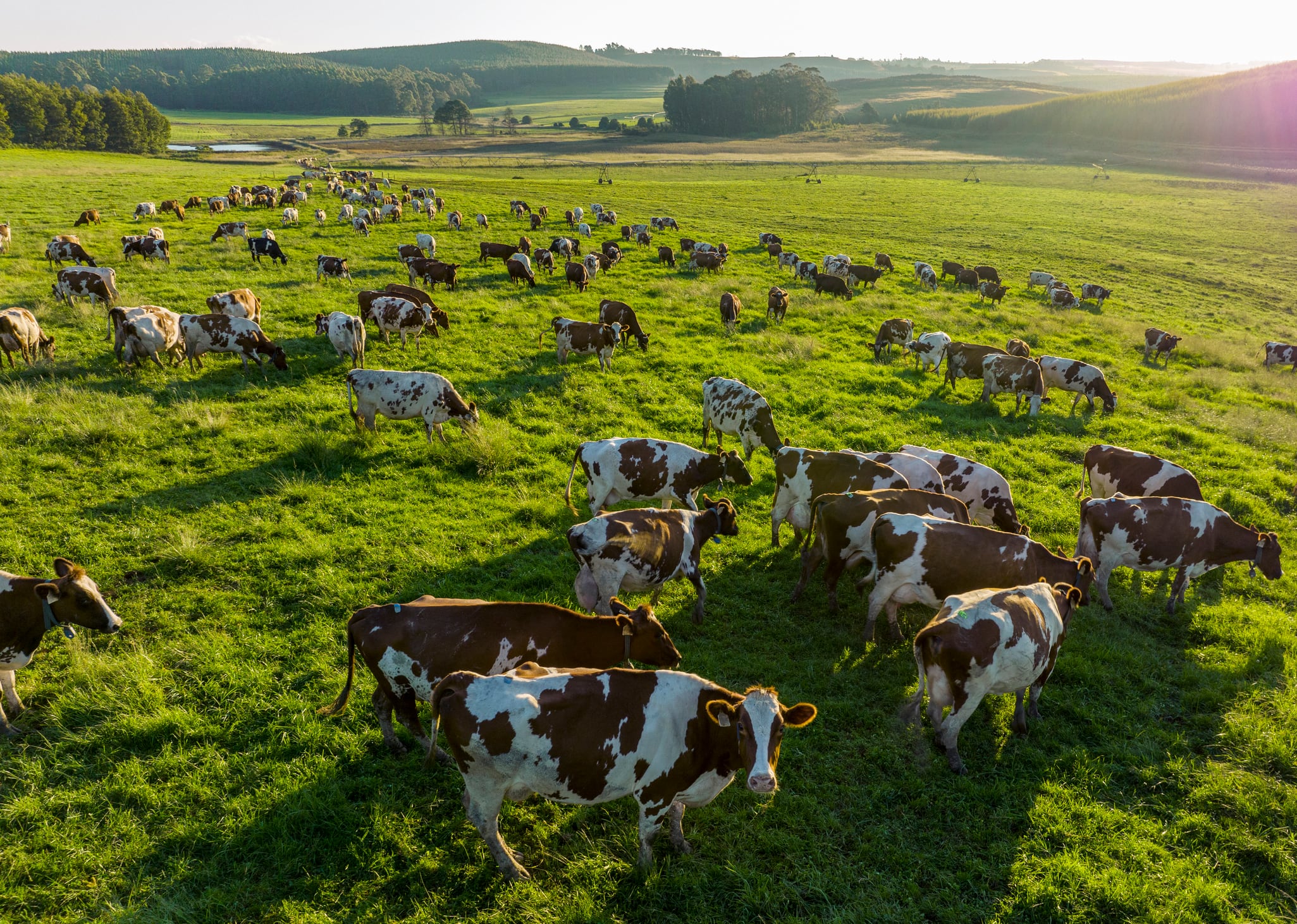 Sustainability isn’t going away: and neither is cattle farming