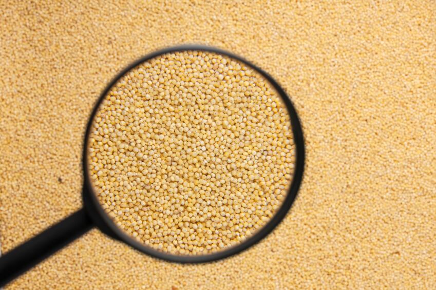 millet-magnifying-glass.jpg