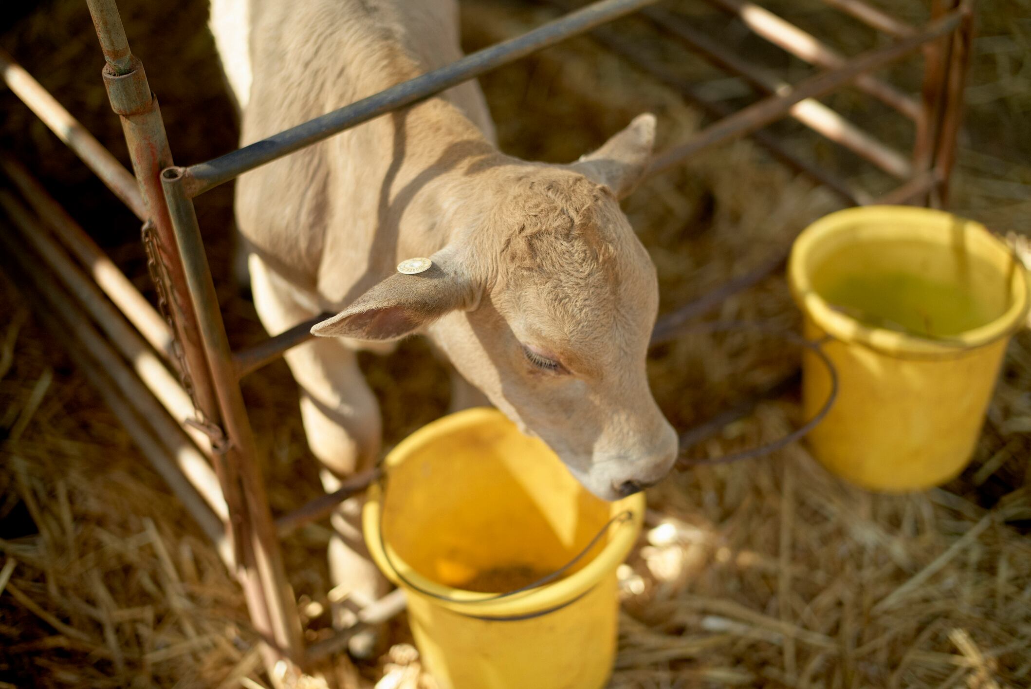 Calf in a pen