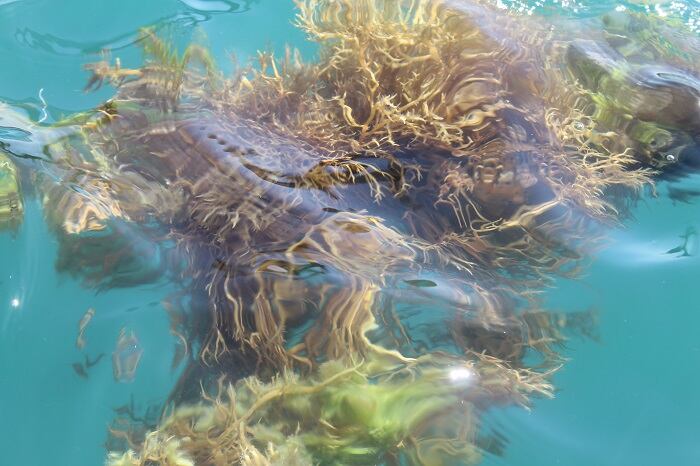 underwater-AR-Harrison-Dunn.jpg
