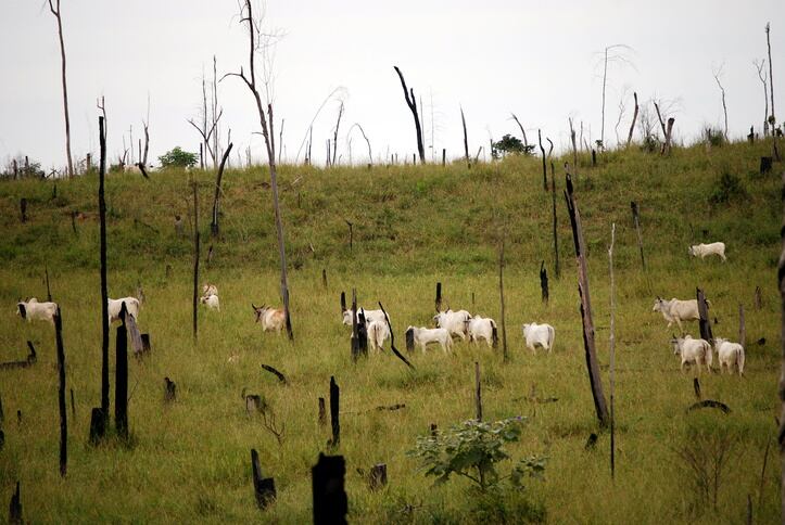 GettyImages-Phototreat-cattle-Brazil.jpg