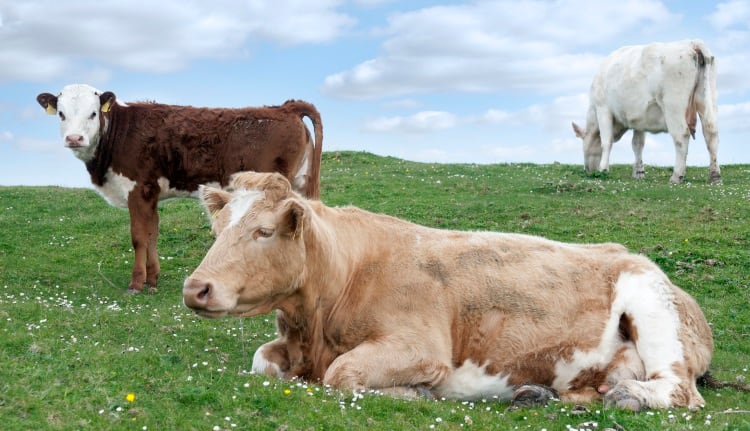 New €20m funding scheme for Irish beef