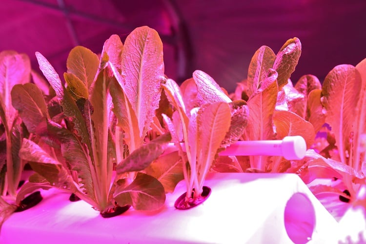 Aeroponics: ‘Getting to the roots’ of a soil-free vertical farming system